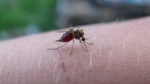 the mosquito, insect, bloodsucker, parasite, bite, malaria, disease, infectious, sucking, skin, pain, suction cup, malaria, malaria, malaria, malaria, malaria